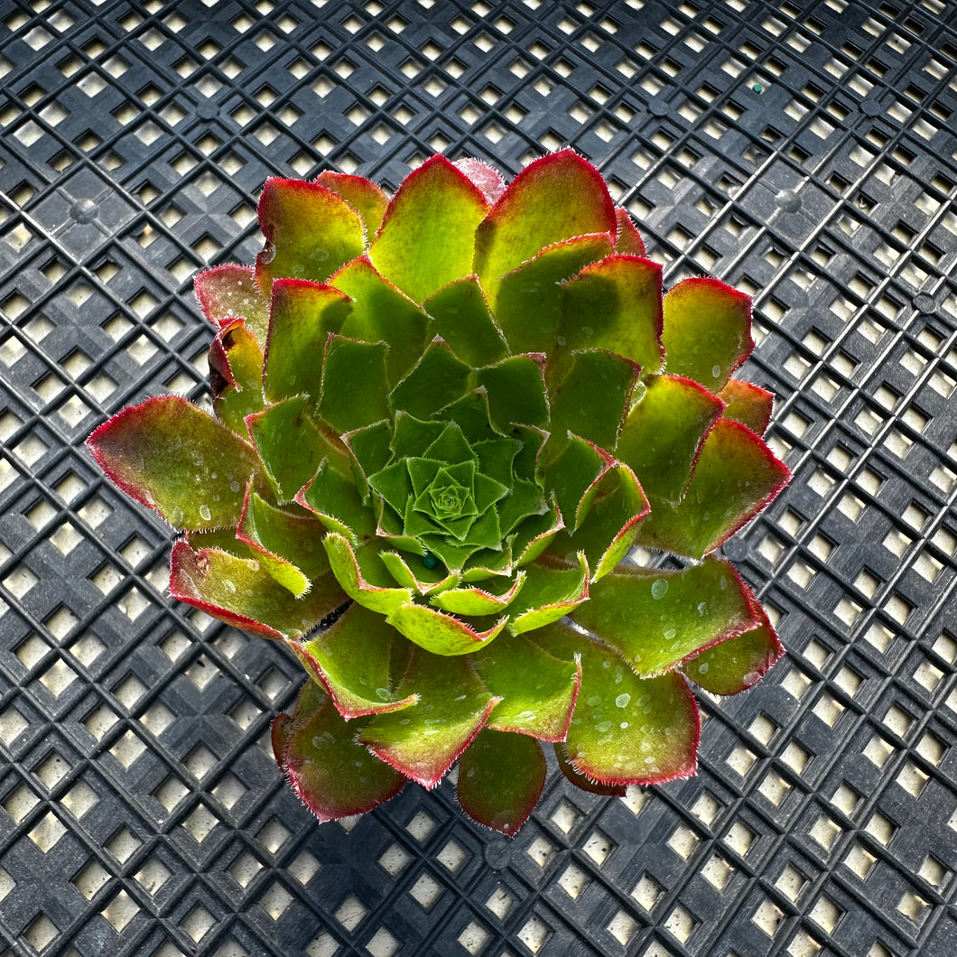 Semponium ‘Sienna’