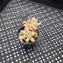 Load image into Gallery viewer, Echeveria ‘Minibelle’ Variegated