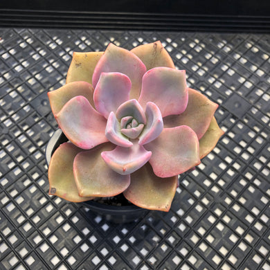 Graptoveria ‘Mrs Richards’