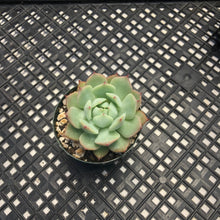 Load image into Gallery viewer, Echeveria ‘Prism’