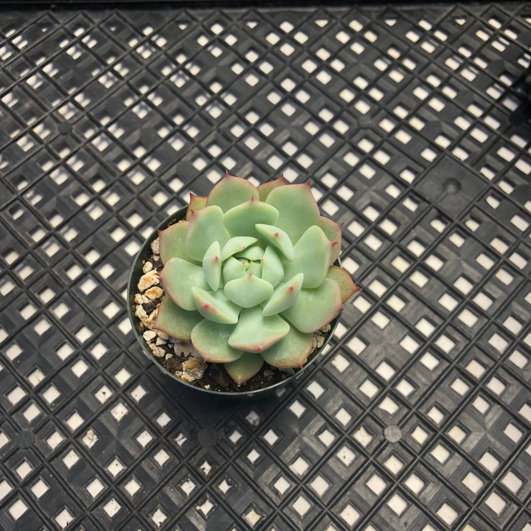 Echeveria ‘Prism’