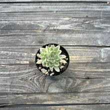 Load image into Gallery viewer, Echeveria ‘Mebina’ Variegated