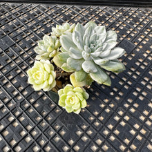 Load image into Gallery viewer, Echeveria Agavoides ‘Tinkerbell’ Variegated