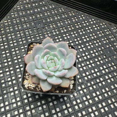 Echeveria ‘Orange Monroe’