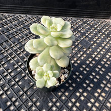 Load image into Gallery viewer, Echeveria ‘Tango’ Variegated