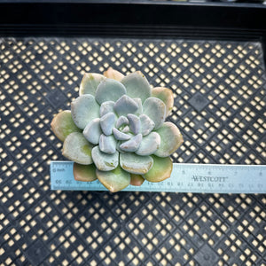 Pachyveria Pachyphytoides Variegated