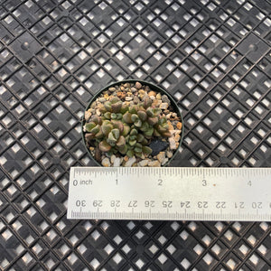 Crassula ‘Susannae’