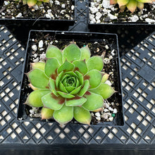 Load image into Gallery viewer, Sempervivum Chick Charms®  Gold Nugget™