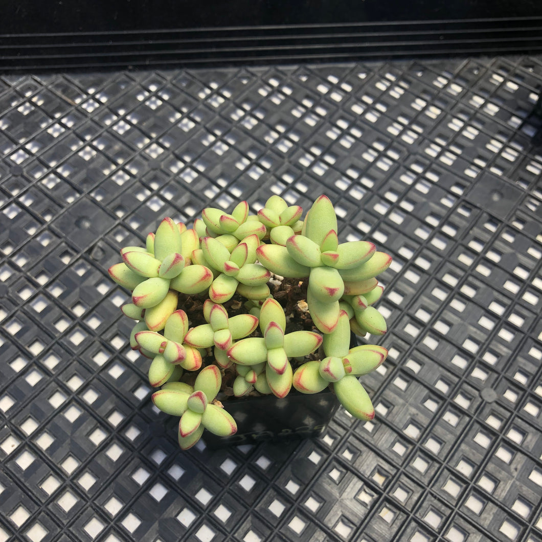 Crassula nudicaulis var. herrei