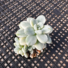 Load image into Gallery viewer, Sedum Clavatum Variegated