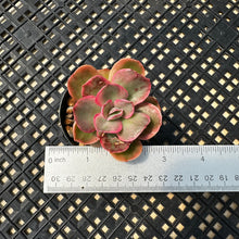 Load image into Gallery viewer, Echeveria ‘Rose Rock’ Variegated