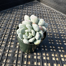 Load image into Gallery viewer, Graptoveria ‘Bridgette’