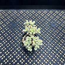 Load image into Gallery viewer, Echeveria macdougallii variegated  aka “sedoides“