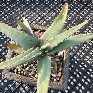 Aloe suprafoliata “Mustache Aloe” Variegated