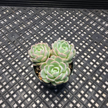 Load image into Gallery viewer, Echeveria ‘Violet Queen’