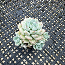 Load image into Gallery viewer, Echeveria &#39;Gungekkan’