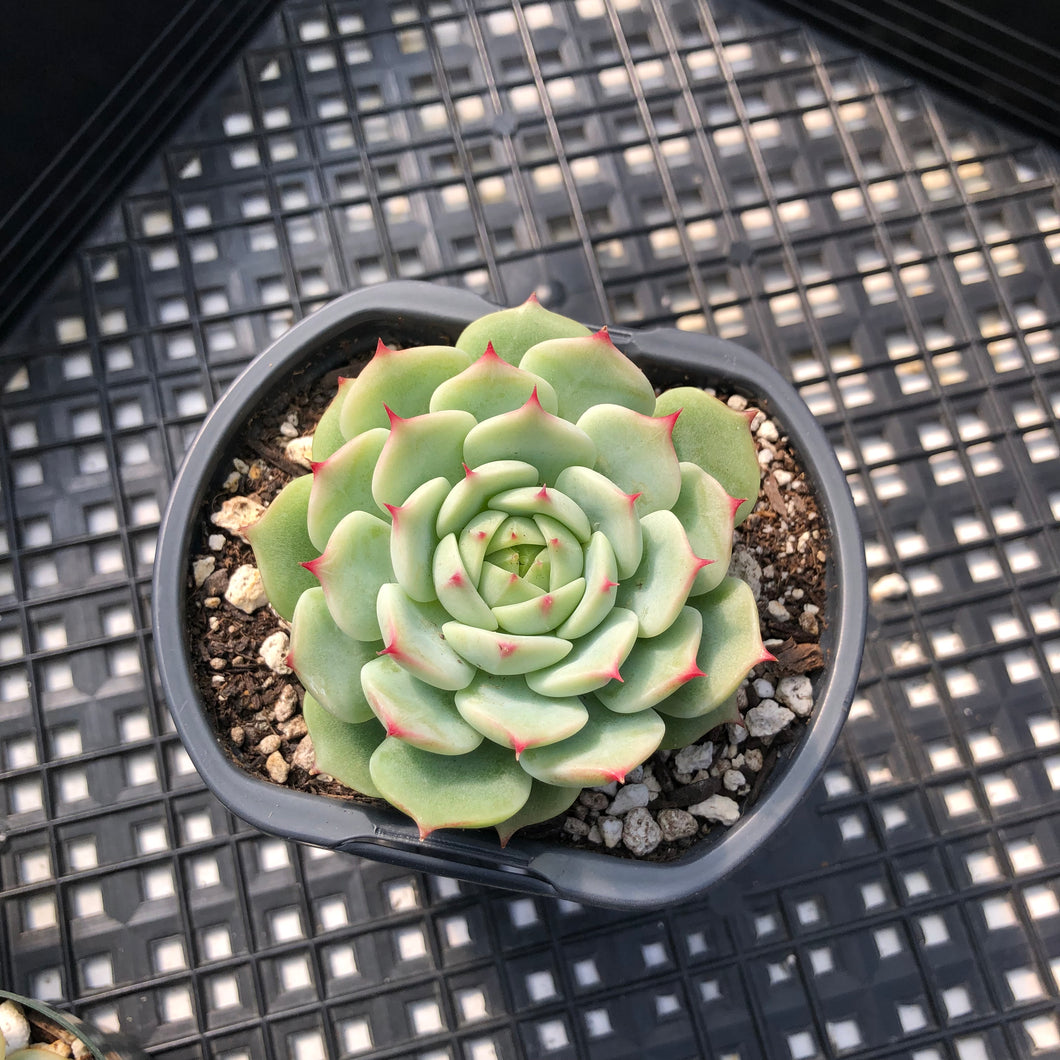 Echeveria ‘Blue Eye’