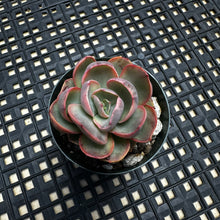Load image into Gallery viewer, Echeveria  ‘Suyon’ Variegated