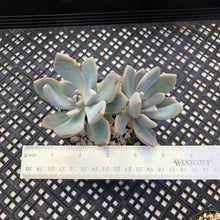 Load image into Gallery viewer, Pachyveria Pachyphytodies