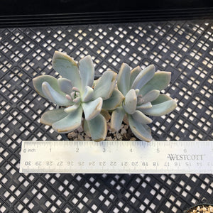 Pachyveria Pachyphytodies