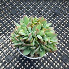 Load image into Gallery viewer, Echeveria ‘Luella’ Crested
