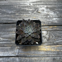 Load image into Gallery viewer, Echeveria ‘Atomic’