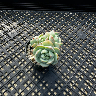 Sedeveria ‘Pudgy’