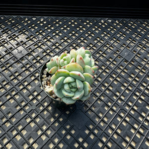 Sedeveria ‘Pudgy’