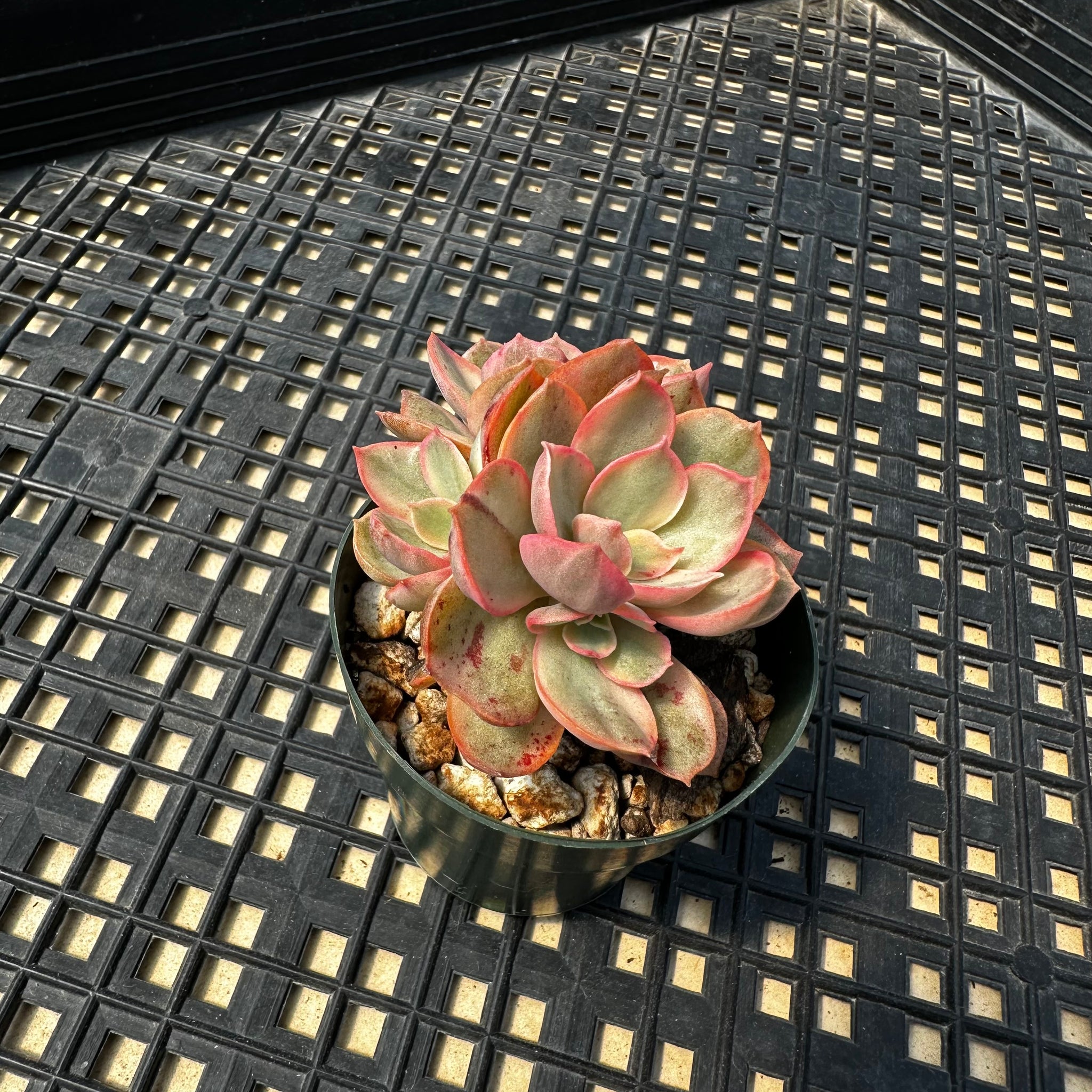 suyon succulent Echeveria 'Suyon' Variegated – Chubby Leaf Succulents