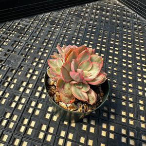 Echeveria  ‘Suyon’ Variegated