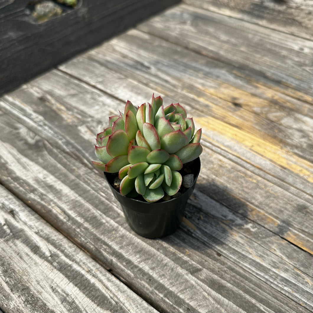 Echeveria ‘Hanatsukiyo’