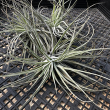 Load image into Gallery viewer, Tillandsia Oaxacana