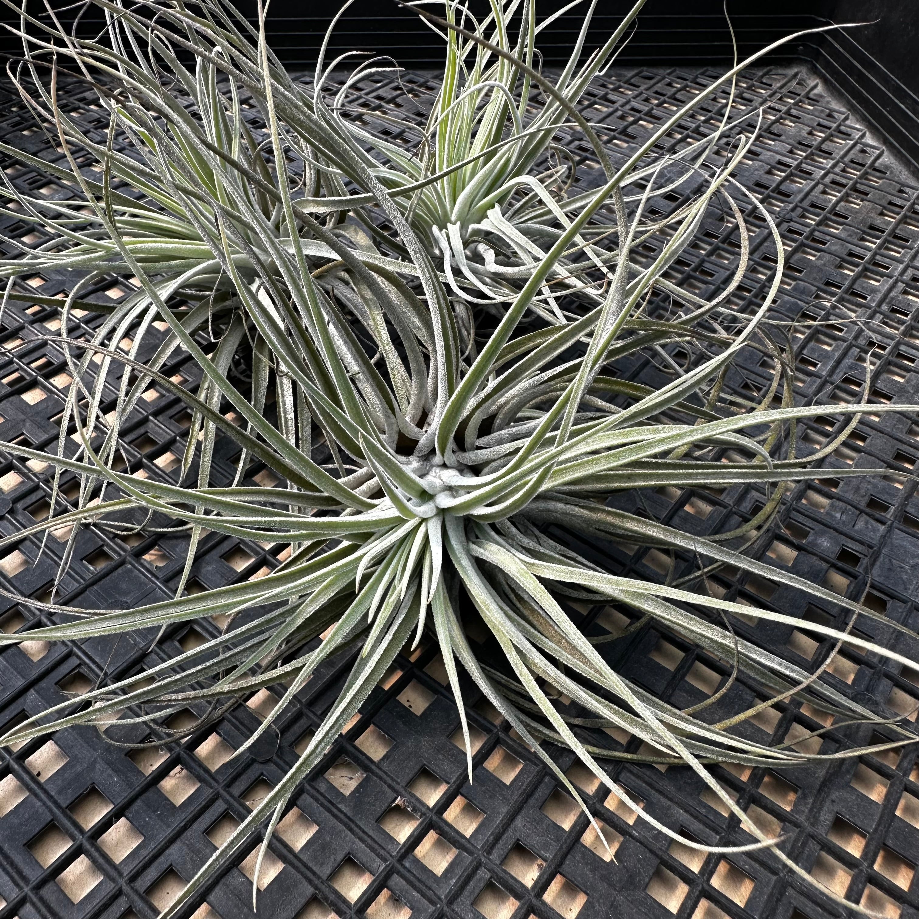 Tillandsia Oaxacana – Chubby Leaf Succulents