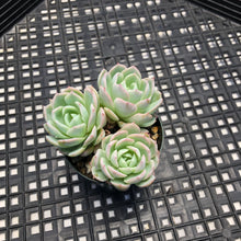 Load image into Gallery viewer, Echeveria ‘Violet Queen’