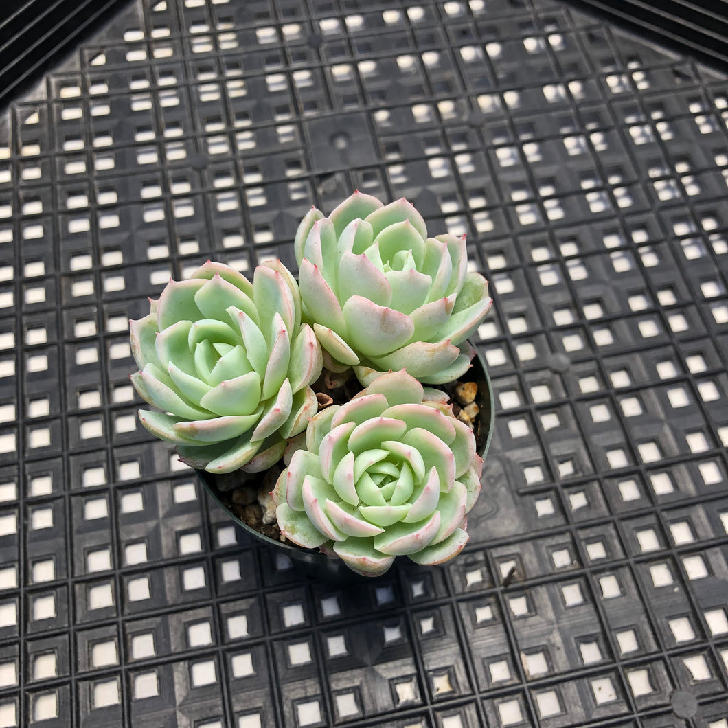 Echeveria ‘Violet Queen’