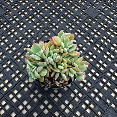 Echeveria ‘Luella’ Crested