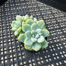 Load image into Gallery viewer, Sedum Clavatum