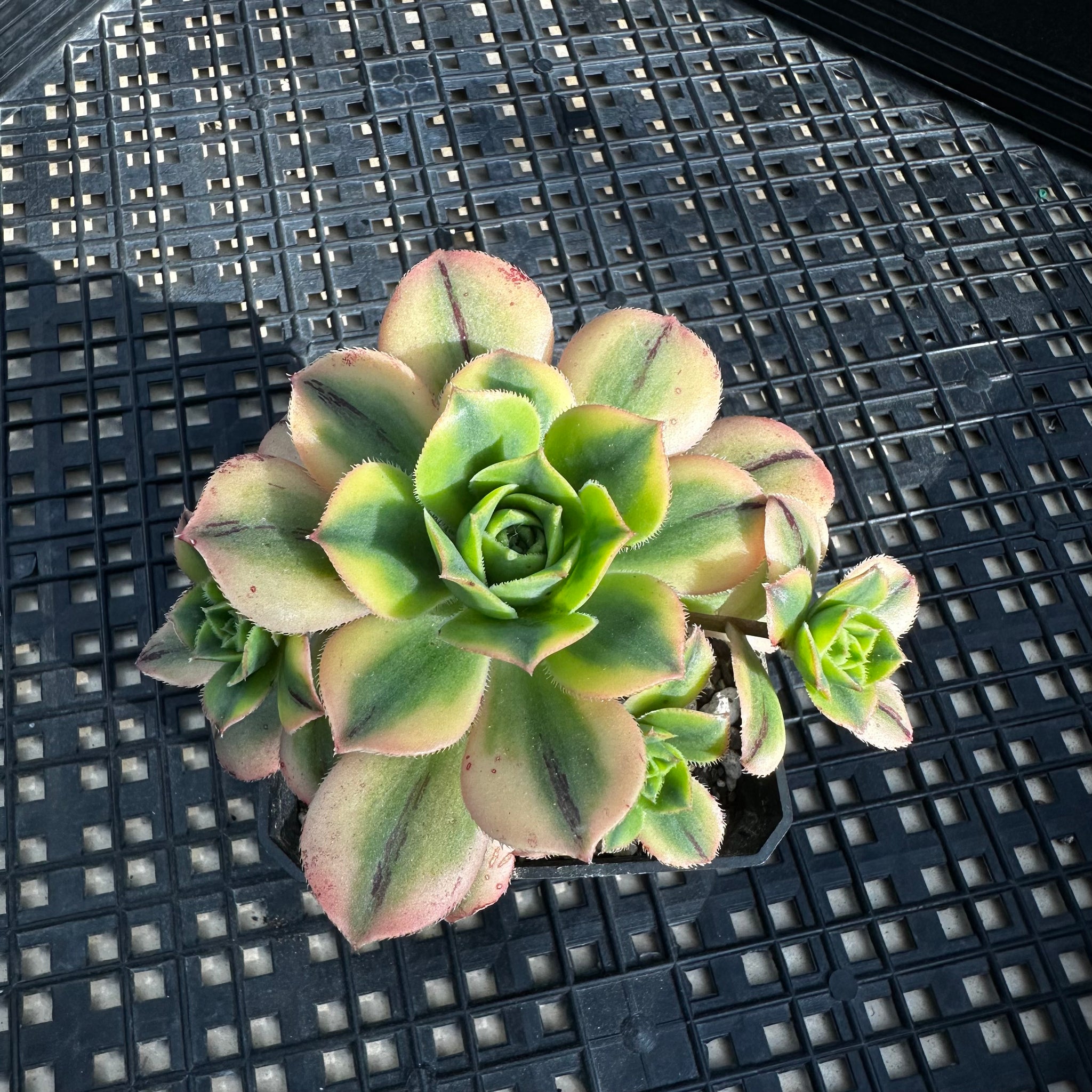 starburst succulent plant Aeonium 'Starburst' – Chubby Leaf Succulents