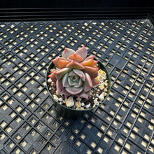 Load image into Gallery viewer, Echeveria ‘Sir Charles’