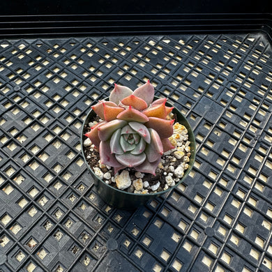 Echeveria ‘Sir Charles’