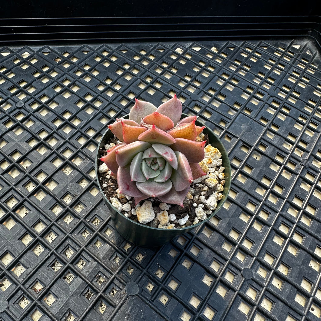 Echeveria ‘Sir Charles’