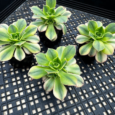 Aeonium ‘Starburst’