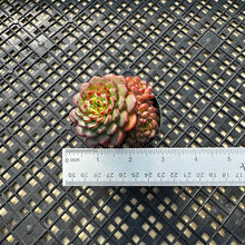 Load image into Gallery viewer, Echeveria ‘Red Top’