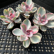 Load image into Gallery viewer, Echeveria ‘Rainbow’ Variegated