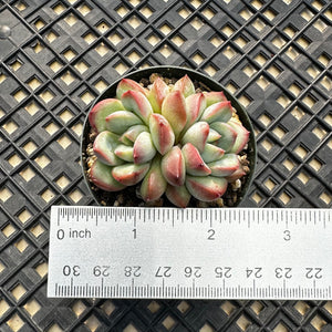 Echeveria ‘Chubby Lips’