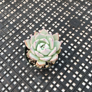 Echeveria ‘Larega’