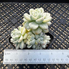 Load image into Gallery viewer, Sedum clavatum variegated