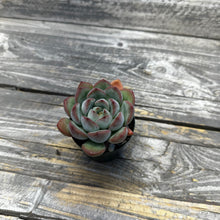 Load image into Gallery viewer, Echeveria ‘Chubby Lips’