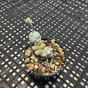 Crassula Deceptor