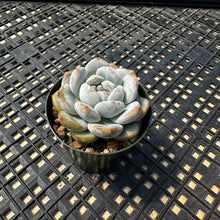Load image into Gallery viewer, Echeveria ‘Orange Monroe’